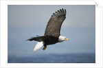Bald Eagle in Flight by Anonymous