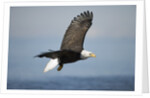 Bald Eagle in Flight by Anonymous