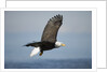 Bald Eagle in Flight by Anonymous