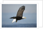 Bald Eagle in Flight by Anonymous