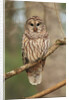 Barred Owl on Tree Branch by Anonymous