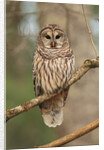 Barred Owl on Tree Branch by Anonymous