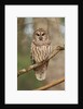 Barred Owl on Tree Branch by Anonymous
