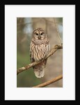 Barred Owl on Tree Branch by Anonymous