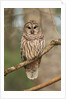 Barred Owl on Tree Branch by Anonymous