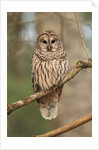 Barred Owl on Tree Branch by Anonymous