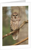 Barred Owl on Tree Branch by Anonymous