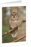 Barred Owl on Tree Branch by Anonymous