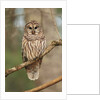 Barred Owl on Tree Branch by Anonymous