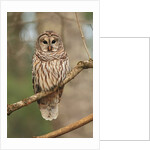 Barred Owl on Tree Branch by Anonymous