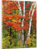 Red Maple and Birch Trees by Anonymous
