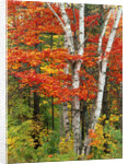 Red Maple and Birch Trees by Anonymous