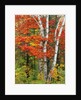Red Maple and Birch Trees by Anonymous