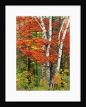Red Maple and Birch Trees by Anonymous