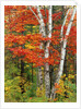 Red Maple and Birch Trees by Anonymous