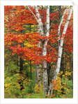 Red Maple and Birch Trees by Anonymous