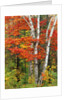 Red Maple and Birch Trees by Anonymous