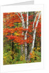 Red Maple and Birch Trees by Anonymous