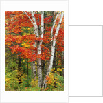 Red Maple and Birch Trees by Anonymous