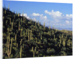 Saguaro Cactus on Hillside by Anonymous
