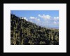 Saguaro Cactus on Hillside by Anonymous