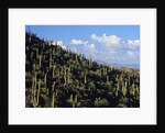 Saguaro Cactus on Hillside by Anonymous