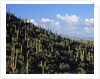Saguaro Cactus on Hillside by Anonymous