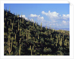Saguaro Cactus on Hillside by Anonymous