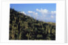 Saguaro Cactus on Hillside by Anonymous