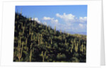 Saguaro Cactus on Hillside by Anonymous