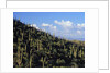 Saguaro Cactus on Hillside by Anonymous