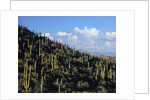 Saguaro Cactus on Hillside by Anonymous