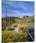 Desert Road with Cactus and Brittlebush by Anonymous