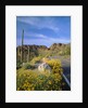 Desert Road with Cactus and Brittlebush by Anonymous
