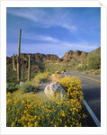Desert Road with Cactus and Brittlebush by Anonymous