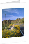 Desert Road with Cactus and Brittlebush by Anonymous