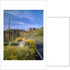 Desert Road with Cactus and Brittlebush by Anonymous