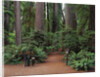 Trailhead into Redwood Forest by Anonymous