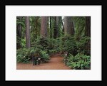 Trailhead into Redwood Forest by Anonymous