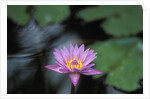 Lotus Flower by Anonymous