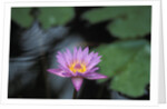 Lotus Flower by Anonymous