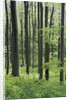 Trees in Forest by Anonymous