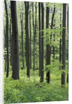 Trees in Forest by Anonymous