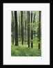 Trees in Forest by Anonymous