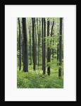 Trees in Forest by Anonymous
