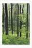 Trees in Forest by Anonymous