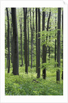 Trees in Forest by Anonymous