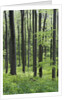 Trees in Forest by Anonymous