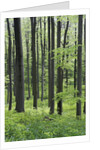 Trees in Forest by Anonymous