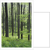 Trees in Forest by Anonymous
